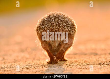 Braunbrust-Igel oder Westeuropäischer Igel (Erinaceus europaeus), Nordrhein-Westfalen, Deutschland Stockfoto