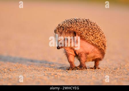 Braunbrust-Igel oder Westeuropäischer Igel (Erinaceus europaeus), Nordrhein-Westfalen, Deutschland Stockfoto