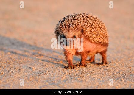 Braunbrust-Igel oder Westeuropäischer Igel (Erinaceus europaeus), Nordrhein-Westfalen, Deutschland Stockfoto