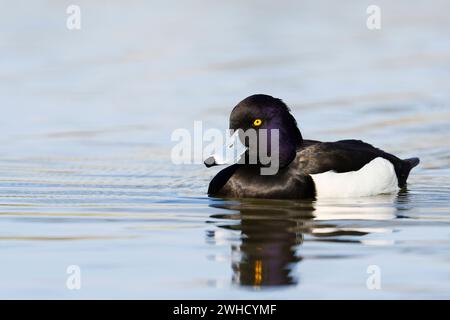 Getuftete Ente (Aythya fuligula), drake, Nordrhein-Westfalen, Deutschland Stockfoto