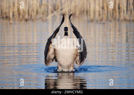 Kanadische Gans (Branta canadensis), flatternde Flügel, Nordrhein-Westfalen, Deutschland Stockfoto