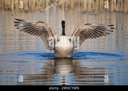 Kanadische Gans (Branta canadensis), flatternde Flügel, Nordrhein-Westfalen, Deutschland Stockfoto