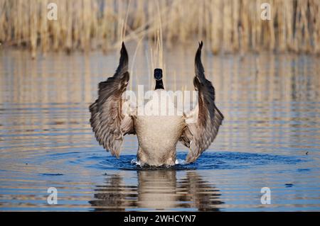 Kanadische Gans (Branta canadensis), flatternde Flügel, Nordrhein-Westfalen, Deutschland Stockfoto