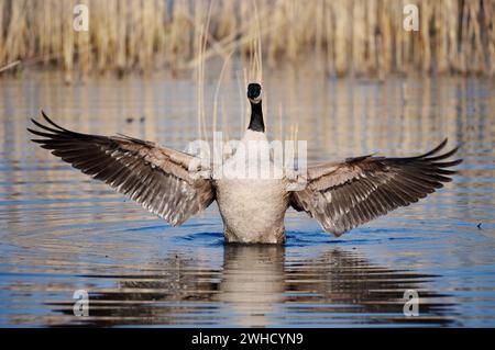 Kanadische Gans (Branta canadensis), flatternde Flügel, Nordrhein-Westfalen, Deutschland Stockfoto