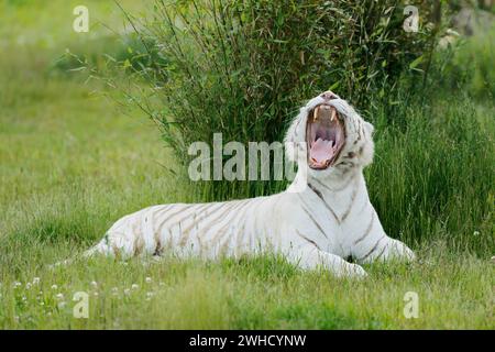 Weißer bengalischer Tiger (Panthera tigris tigris) liegt im Gras, Vorkommen Indien Stockfoto