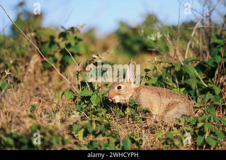 Wildkaninchen (Oryctolagus cuniculus), Jungtier, Nordholland, Niederlande Stockfoto