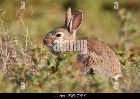 Wildkaninchen (Oryctolagus cuniculus), Jungtier, Nordholland, Niederlande Stockfoto