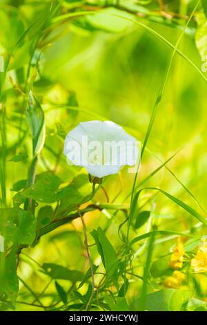 Drüsenbalsam (Impatiens glandulifera), indischer Balsam, roter Balsam, Himalaya-Balsam, Farmerorchidee, Riesenbalsam, Naturfoto, Pflanze Stockfoto