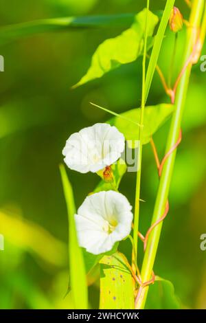 Drüsenbalsam (Impatiens glandulifera), indischer Balsam, roter Balsam, Himalaya-Balsam, Farmerorchidee, Riesenbalsam, Naturfoto, Pflanze Stockfoto