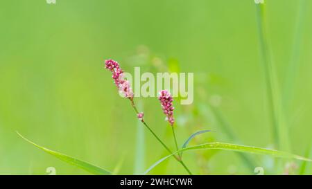 Drüsenbalsam (Impatiens glandulifera), indischer Balsam, roter Balsam, Himalaya-Balsam, Farmerorchidee, Riesenbalsam, Naturfoto, Pflanze Stockfoto