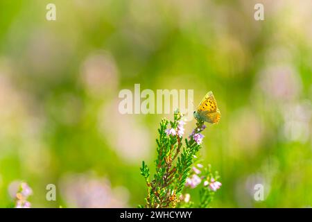 Drüsenbalsam (Impatiens glandulifera), indischer Balsam, roter Balsam, Himalaya-Balsam, Farmerorchidee, Riesenbalsam, Naturfoto, Pflanze Stockfoto
