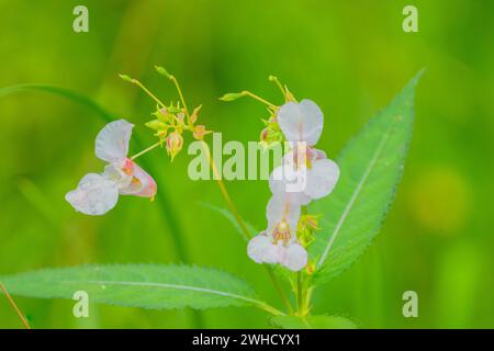 Drüsenbalsam (Impatiens glandulifera), indischer Balsam, roter Balsam, Himalaya-Balsam, Farmerorchidee, Riesenbalsam, Naturfoto, Pflanze Stockfoto
