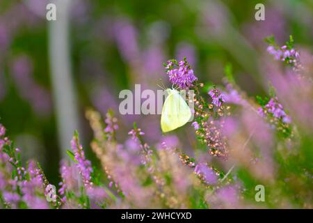 Drüsenbalsam (Impatiens glandulifera), indischer Balsam, roter Balsam, Himalaya-Balsam, Farmerorchidee, Riesenbalsam, Naturfoto, Pflanze Stockfoto