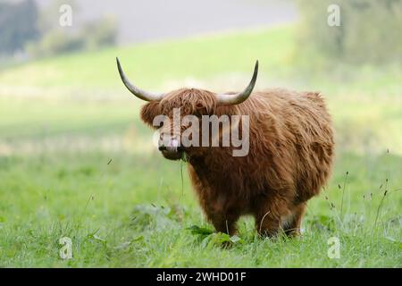 Schottisches Hochlandrinder (Bos primigenius taurus) auf der Weide, Nordrhein-Westfalen, Deutschland Stockfoto