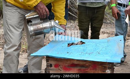 Imker rauchende Bienen mit Bienenraucher auf dem Bienenhaus Stockfoto