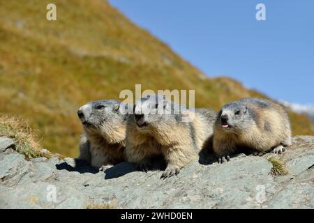 Marmota marmota, Nationalpark hohe Tauern, Österreich Stockfoto