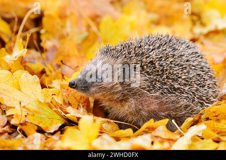 Braunbrust-Igel oder Westeuropäischer Igel (Erinaceus europaeus) im Herbst, Nordrhein-Westfalen, Deutschland Stockfoto