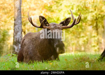 Eurasischer Elch (Alces alces alces), Bullenelch im Herbst Stockfoto