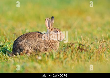Wildkaninchen (Oryctolagus cuniculus), Nordrhein-Westfalen, Deutschland Stockfoto