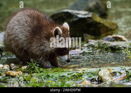 Waschbär (Procyon lotor), Jungtier auf der Suche im Wasser, Nordrhein-Westfalen, Deutschland Stockfoto