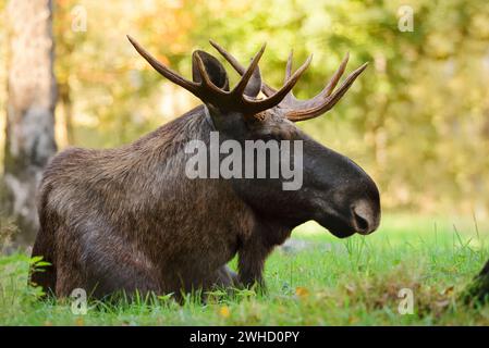 Eurasischer Elch (Alces alces alces), Bullenelch im Herbst Stockfoto