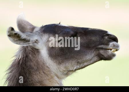 Lama (Lama guanicoe f. glama), Portrait, Nordrhein-Westfalen, Deutschland Stockfoto