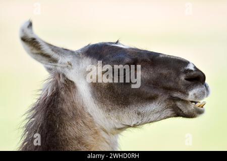 Lama (Lama guanicoe f. glama), Portrait, Nordrhein-Westfalen, Deutschland Stockfoto