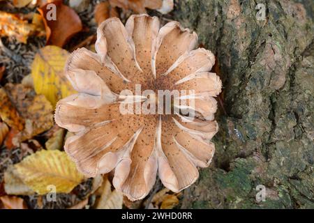 Gewöhnlicher Hallimash oder dunkler Hallimash (Armillaria ostoyae), Nationalpark Sächsische Schweiz, Elbsandsteingebirge, Sachsen, Deutschland Stockfoto