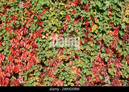 Selbstkletternde Jungrebe (Parthenocissus quinquefolia) und Weinrebe (Vitis) im Herbst, Sachsen, Deutschland Stockfoto