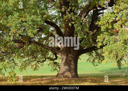Englische Eiche (Quercus robur, Quercus pedunculata) in Herbst, Sachsen, Deutschland Stockfoto