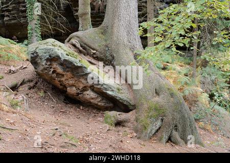 Europäische Buche (Fagus sylvatica), Wurzeln um einen Felsen wachsen, Sächsische Schweiz, Elbsandsteingebirge, Sachsen, Deutschland Stockfoto