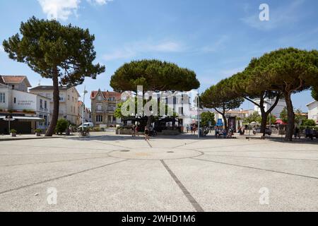 Kiefern (Pinus) auf einem Platz in Saint-Palais-sur-Mer, Departement Charente-Maritime, Nouvelle-Aquitaine, Frankreich Stockfoto