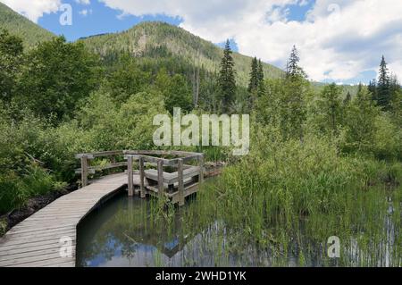 Boardwalk, Skunk Cabbage Trail, Mount Revelstoke National Park, British Columbia, Kanada Stockfoto