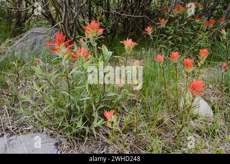 Castillea oder Indian Paintbrush (Castilleja miniata), Wells Gray Provincial Park, British Columbia, Kanada Stockfoto