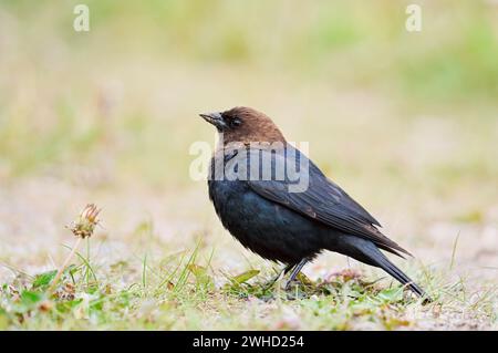 Braunköpfiger Kuhvogel (Molothrus ater), männlich, Jasper National Park, Alberta, Kanada Stockfoto