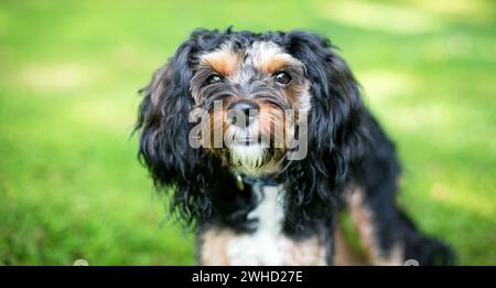 Ein dreifarbiger Cavalier King Charles Spaniel x Yorkshire Terrier gemischter Hund Stockfoto