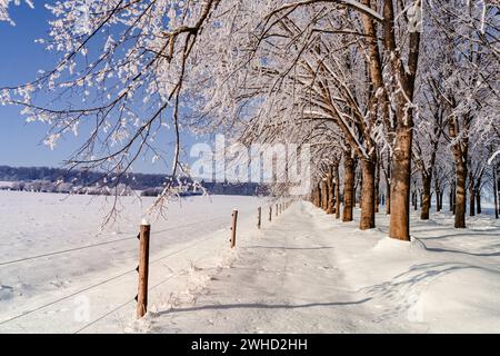 Schneebedeckte Bäume auf einer Allee an einem kalten, sonnigen Tag im Winter Stockfoto