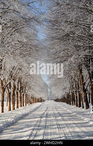 Schneebedeckte Bäume auf einer Allee an einem kalten, sonnigen Tag im Winter Stockfoto