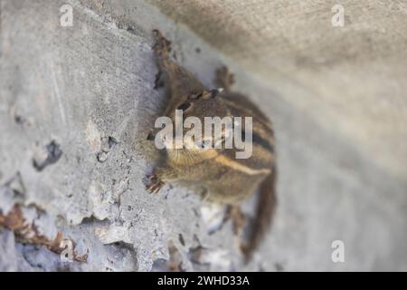 Himalaya Gestreiftes Eichhörnchen, Tamiops mcclellandii, Sikkim, Indien Stockfoto