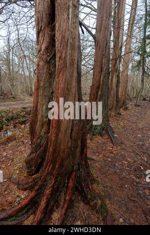 Urmammutbäume im Osterwald bei Zingst an der Ostsee, Mecklenburg-Vorpommern Stockfoto