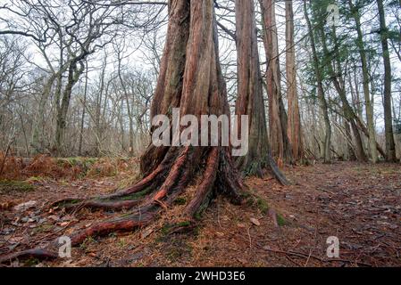 Urmammutbäume im Osterwald bei Zingst an der Ostsee, Mecklenburg-Vorpommern Stockfoto