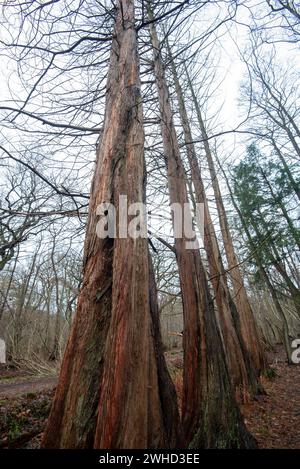 Urmammutbäume im Osterwald bei Zingst an der Ostsee, Mecklenburg-Vorpommern Stockfoto