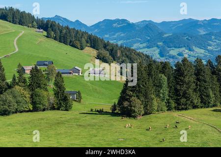 Boedele, Landschaft Bregrenzerwald, Almweide, Kühe, Alpenblick, Forest, Vorarlberg, Österreich Stockfoto