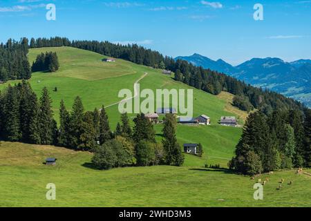 Boedele, Landschaft Bregrenzerwald, Almweide, Kühe, Alpenblick, Forest, Vorarlberg, Österreich Stockfoto