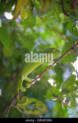 Indisches Chamäleon, Chamaeleo zeylanicus, Odisha, Indien Stockfoto