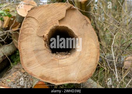 Baumscheibe mit trocknenden Rissen Stockfoto