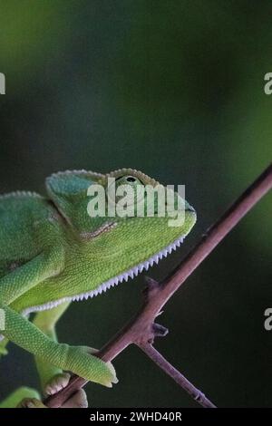 Indisches Chamäleon, Chamaeleo zeylanicus, Odisha, Indien Stockfoto