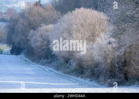 Baden-Württemberg, Kraichgau, schneebedeckte Büsche bei Weingarten (Baden), Baden-Württemberg, Deutschland Stockfoto