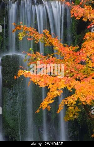 Wasserfall am Lower Pond, Portland Japanese Garden, Washington Park, Portland, Oregon Stockfoto