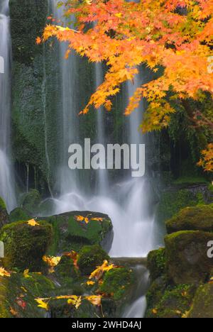 Himmlischer Wasserfall am Lower Pond, Portland Japanese Garden, Washington Park, Portland, Oregon Stockfoto